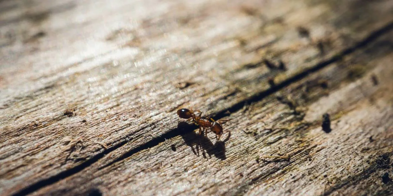 XyloMérulePro : exterminateur de fourmis charpentières dans le Loiret