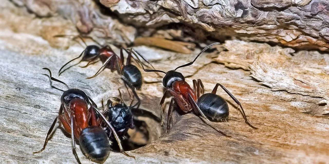 Fourmis charpentières : comment détecter leur présence dans une maison ?