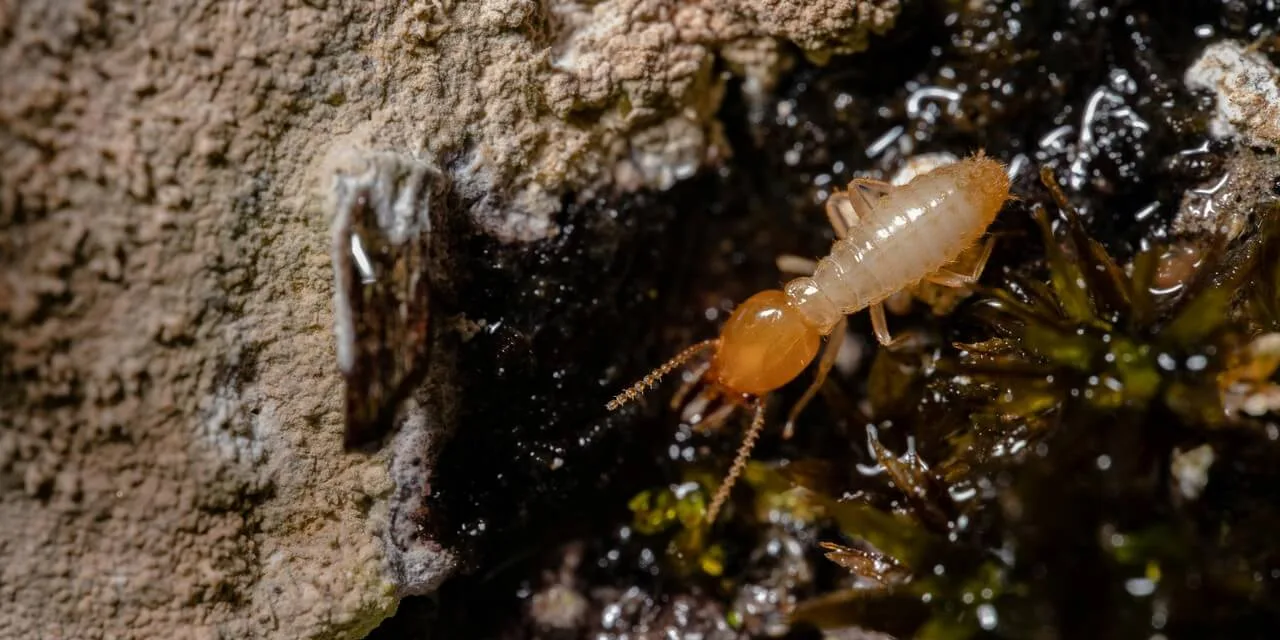 Traitement anti termites
