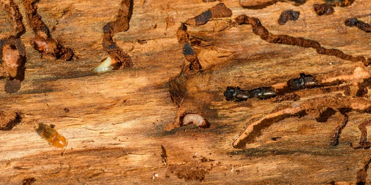 Traitement du bois contre les termites