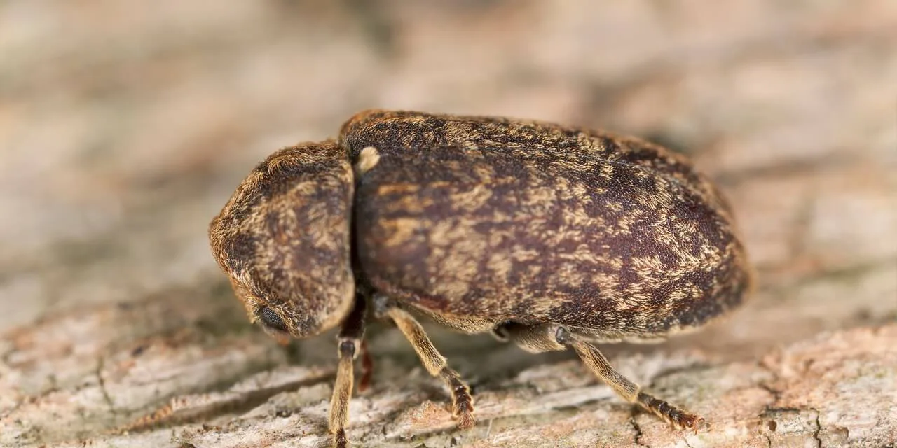 Traitement contre les insectes du bois à Gien