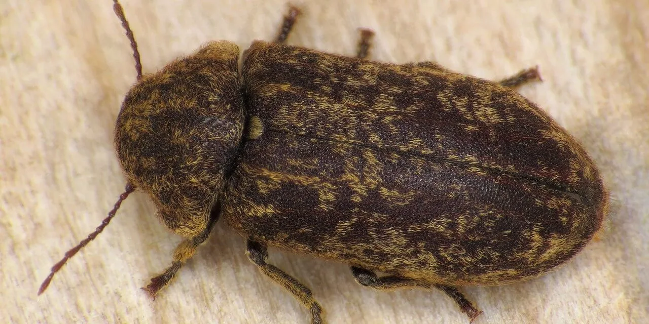 Traitement contre les insectes du bois à Montargis