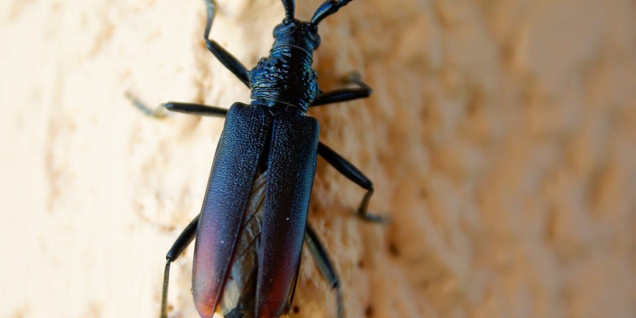 XyloMérulePro : entreprise de traitement des capricornes dans le Loiret